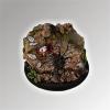 Chicken Hunter 50mm Base 