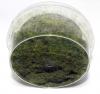 Element Essentials: Spring Grass Mix 2