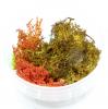 Element Essentials: Autumn Shrub Tub