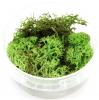 Element Essentials: Summer Shrub Tub