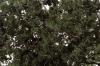 Dark Green Fine Leaf Foliage