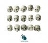 Human Skulls