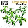 Paper Plants - Musa Trees